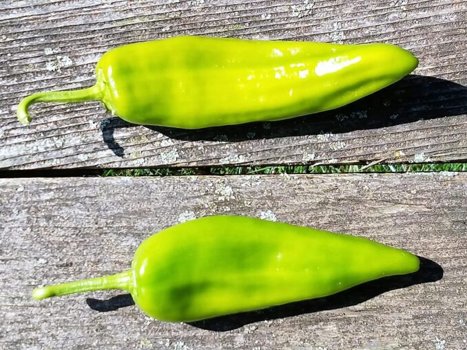 Anaheim Chile Peppers Green Anaheim Chile Peppers