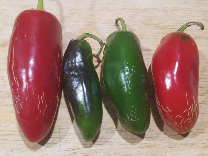 Red and Green Jalapeno Peppers Red and Green Jalapeno Peppers