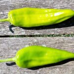 Anaheim chile peppers