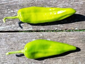 Green Anaheim Chile Peppers